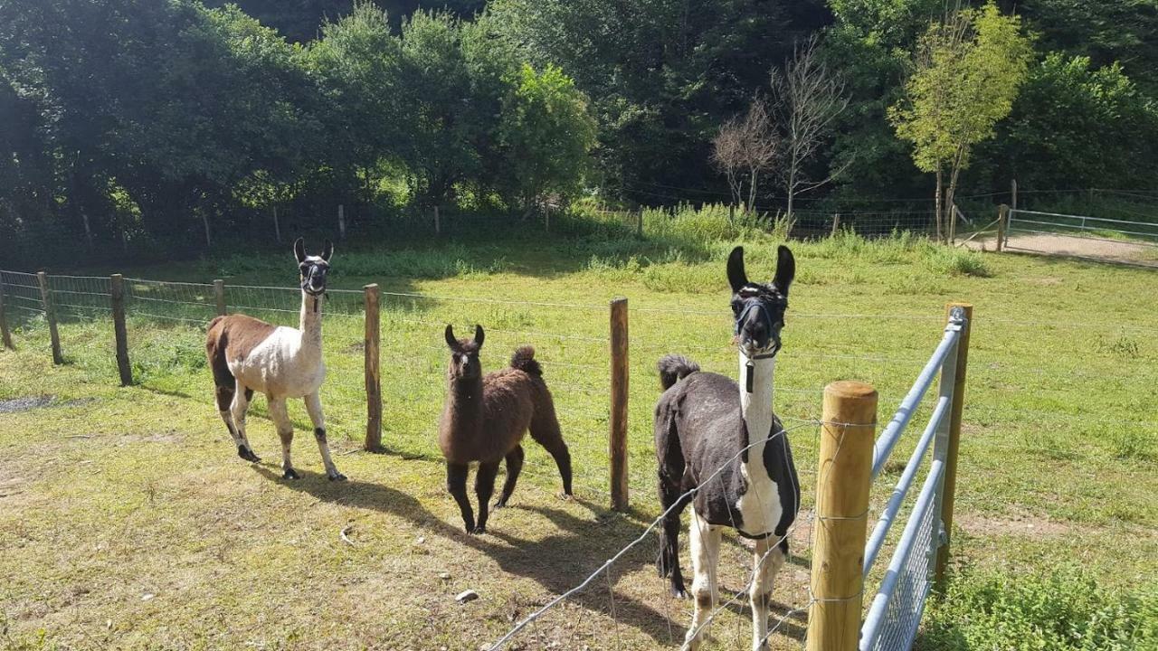 La Ferme Des Andes - Gite L'Atelier Quins Exteriör bild