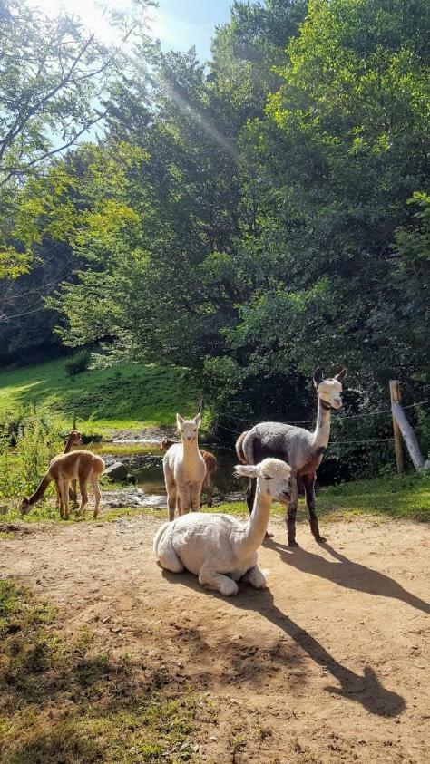 La Ferme Des Andes - Gite L'Atelier Quins Exteriör bild